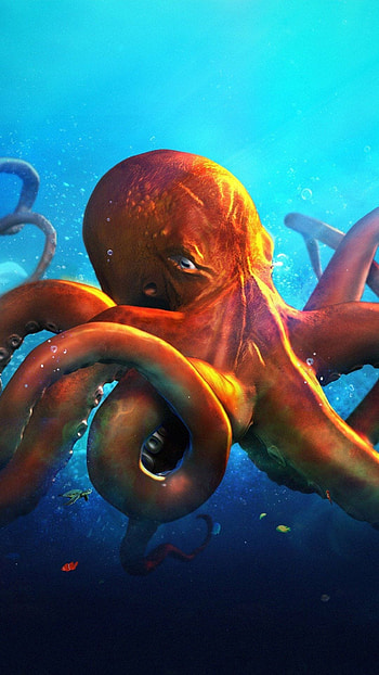 Octopus, Orange HD phone wallpaper