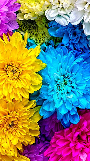 colorful, colors, earth, nature, flower HD phone wallpaper