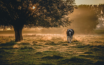 Morning Mist, sunlight, tree, cow, landscape, meadow, ice HD wallpaper