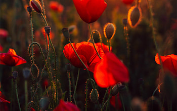 Poppy Mac , Best selection, , Floral beauty HD wallpaper