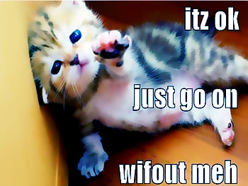 !!, cat, funny, kitty, love HD wallpaper