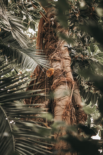 Nature, Plant, Wood, Tree, Palm, Branches, Trunk HD phone wallpaper