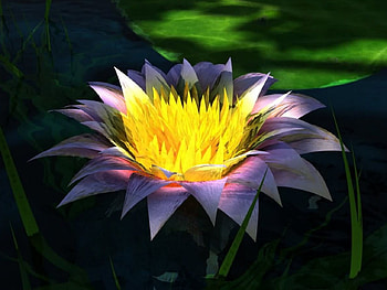 Flower, nature, flowers HD wallpaper