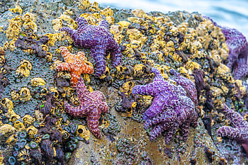 Colorful Starfish, starfish, nature, rocks, usa HD wallpaper