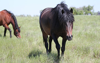 Animals, Horses HD wallpaper