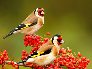 Beautiful Birds, beautiful, birds HD wallpaper