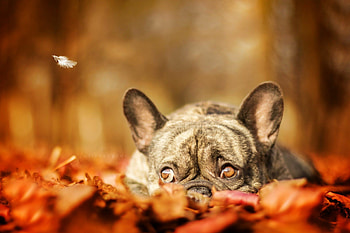 French Bulldog, Autumn scenery, Dogs in nature, Bulldog artwork HD wallpaper