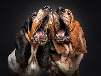 Treat, dog, animal, black, food, christian vieler, couple, face, funny, caine HD wallpaper
