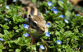 chipmunk, leaf, rodent, flower HD wallpaper