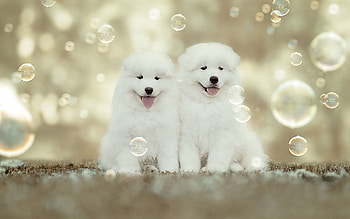 Puppies, animal, dog, puppy, white, couple, cute, bubbles, caine HD wallpaper