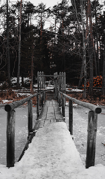 Nature, Rivers, Ice, Forest, Bridge HD phone wallpaper
