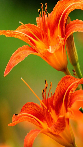 Orange lily, Vibrant , Striking beauty, Nature HD phone wallpaper