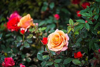 Flowers, Bush, Flower, Rose Flower, Rose, Petals HD wallpaper