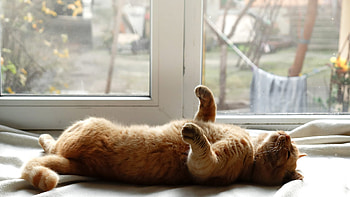Funny Cat Is Lying Down On White Cloth Near Glass Window Funny Cat HD wallpaper