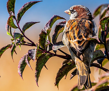 Animals, Leaves, Bird, Sparrow, Branch HD wallpaper