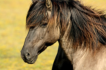 Animals, Muzzle, Mane, Horse, Profile HD wallpaper