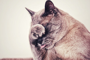 Animals, Cat, Hide, Protruding Tongue, Tongue Stuck Out, Cool HD wallpaper