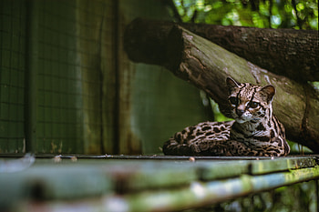 Animals, Cat, Predator, Big Cat, Long Tailed Cat, Long-Tailed Cat HD wallpaper