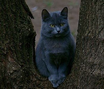 Sitting Pretty, fur, grey, whiskers, ears, cat, bole, tree HD wallpaper