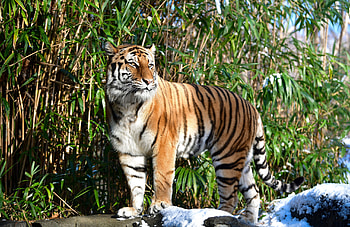 Tiger , Animals, Nature, , Tiger HD wallpaper