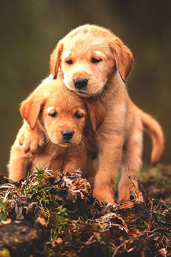 Cute dogs, Loyal companions, Playful antics, Best friends forever HD phone wallpaper