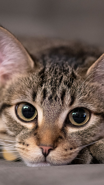 Pocket Purr | Cozy Tabby | Wide-Eyed Whisker | Catnap Closeup | Purrface, Animal, cat HD phone wallpaper