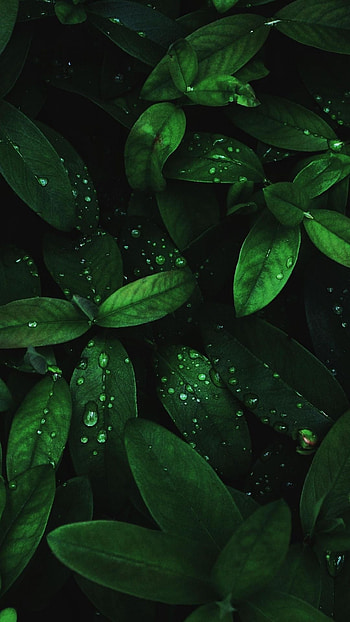 Flora drops, Green leaves, Leaf , Nature's charm HD phone wallpaper