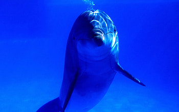 Animals, Dolfins, Sea HD wallpaper