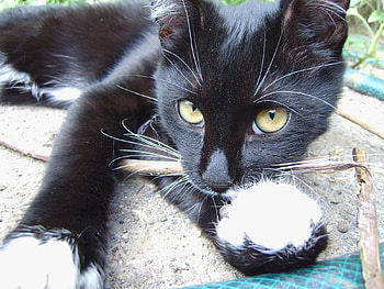 Animals, Cats HD wallpaper