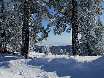 Way Up High, winter, trees, sky, snow HD wallpaper