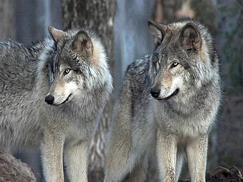 Wild pair, wolves, grey black white, hunters, wild, forest HD wallpaper