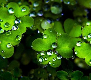 Rainy Day, Wet, Drop, Rainy, Rain HD wallpaper