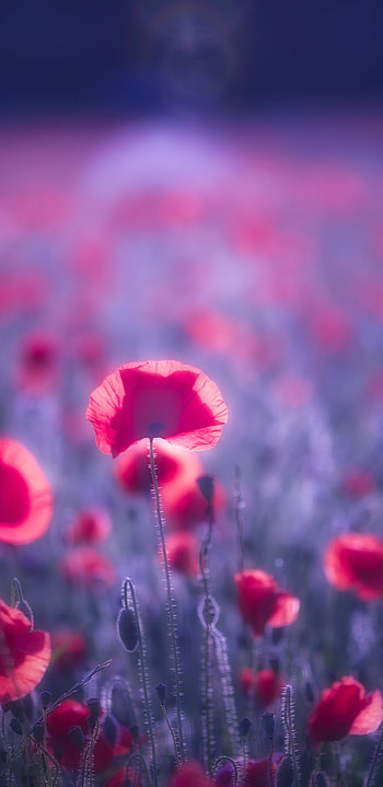 Poppy flowers , Captivating floral display, Vibrant blooms, Nature's wonder HD phone wallpaper