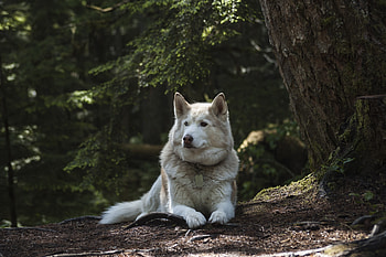 German shepherd, dog, animal, outdoor, clam and relaxed HD wallpaper