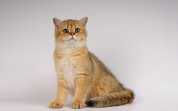 Animals, Sit, Cat, Beautiful, Thick, Fat HD wallpaper