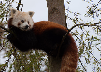 Animals, Muzzle, Animal, Nice, Sweetheart, Red Panda HD wallpaper