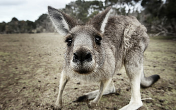 Kangaroo (Animals), Kangaroo , backgrounds, Captivating visuals HD wallpaper