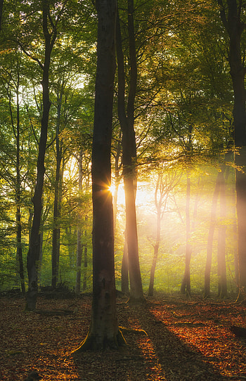 Nature, Trees, Sun, Beams, Rays, Forest, Branches HD phone wallpaper