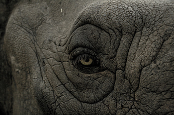 Animals, Folds, Pleating, Rhinoceros, Eye HD wallpaper