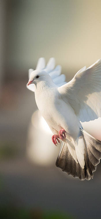 Dove , Top backgrounds, Avian elegance, Mobile delight HD phone wallpaper