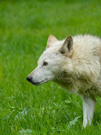 Animals, Grass, Predator, Wolf, Animal HD phone wallpaper