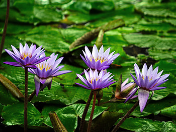 Lake, pond, flowers, water lily HD wallpaper