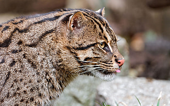 Animals, Spotted, Spotty, Big Cat, Wild, Fishing Cat, Fish Cat HD wallpaper