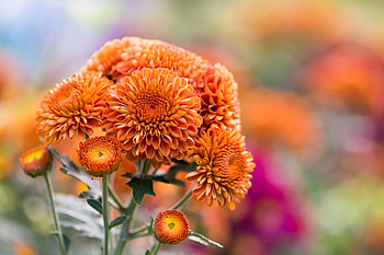 Chrysanthemum, Flowers, Orange, Nature, Autumn HD wallpaper