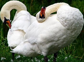 Swans, animal, pose, birds HD wallpaper