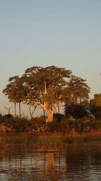 Botswana , Stunning nature, backgrounds, Exquisite visuals HD phone wallpaper