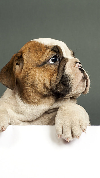 Bulldog puppy Samsung Galaxy , Captivating pose, Playful charm, Stunning clarity HD phone wallpaper