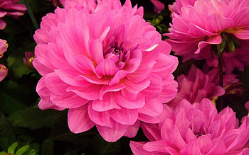 FLOWERS, PETALS, LEAVES, GREEN, PINK HD wallpaper