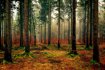 Nature, Autumn, Forest, Fog, Foliage, Fallen HD wallpaper