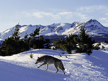 Alone wolf, winter, animals, snow, wolf, mountains HD wallpaper
